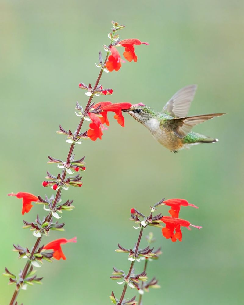 Scarlet Sage Draws Pollinators All Season