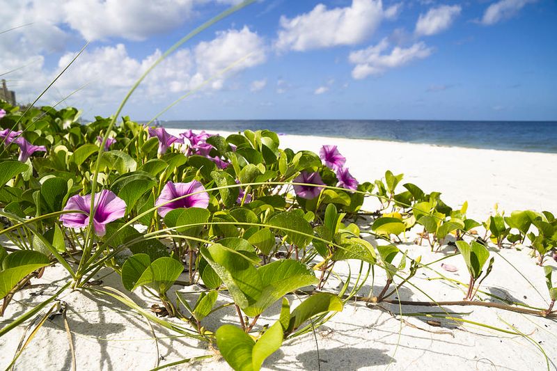 Railroad Vine Holds Sand Firm