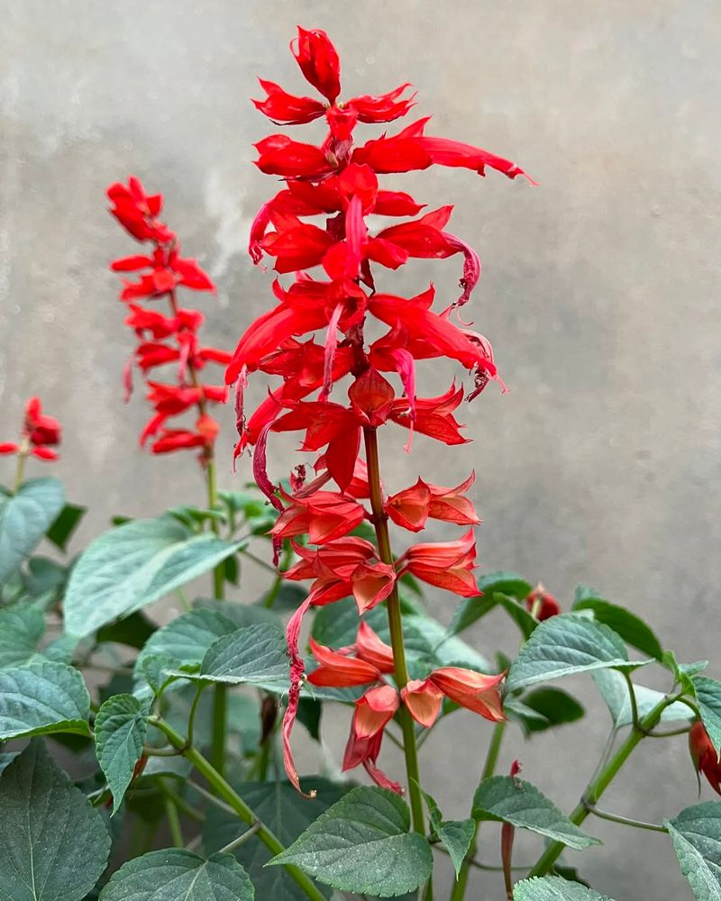 Salvia Attracts Butterflies Without Extra Care