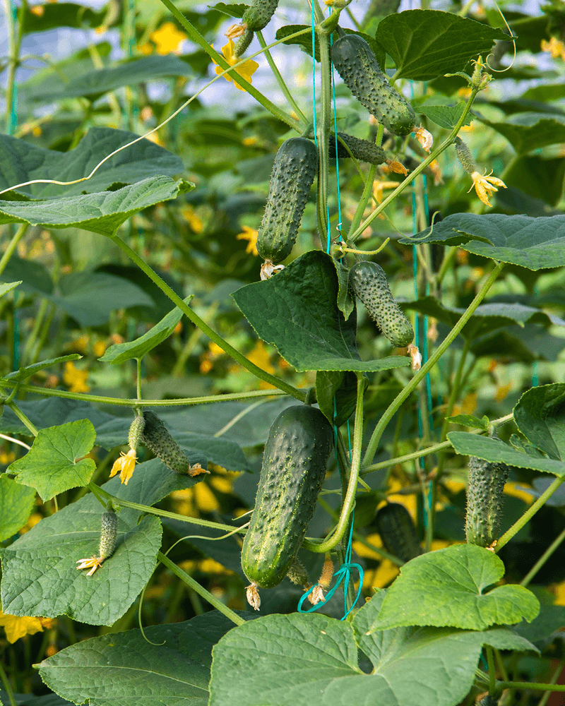 Cucumbers Produce Well In Warm Sunny Conditions
