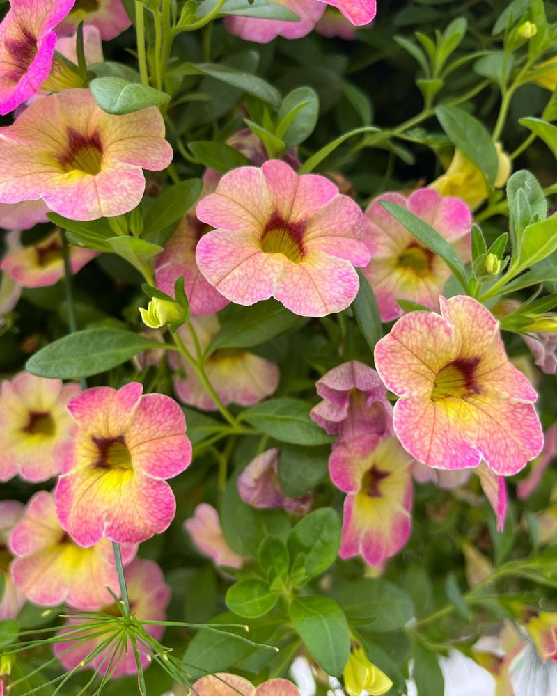 Calibrachoa With Contrasting Centers Perfect For Containers