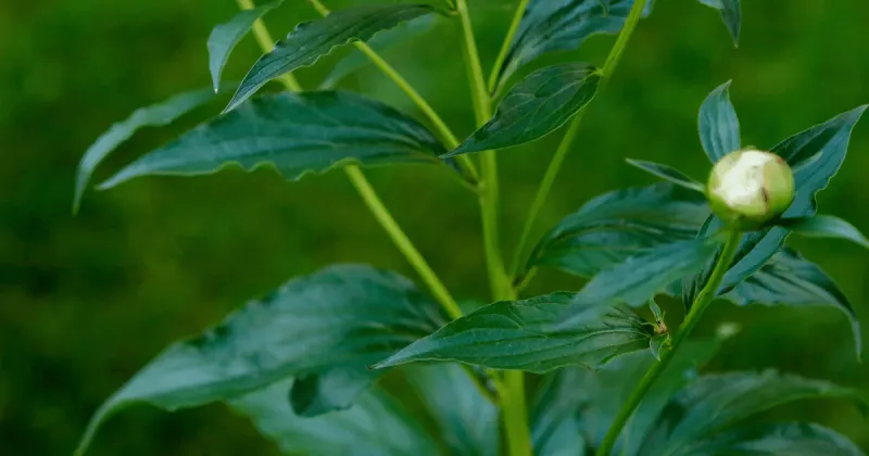 Peony Buds Are Already Forming Below The Surface