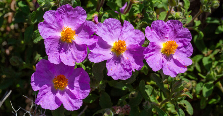 rock rose