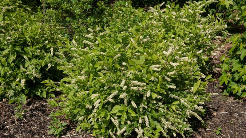 Performs Well In Heat And Humidity