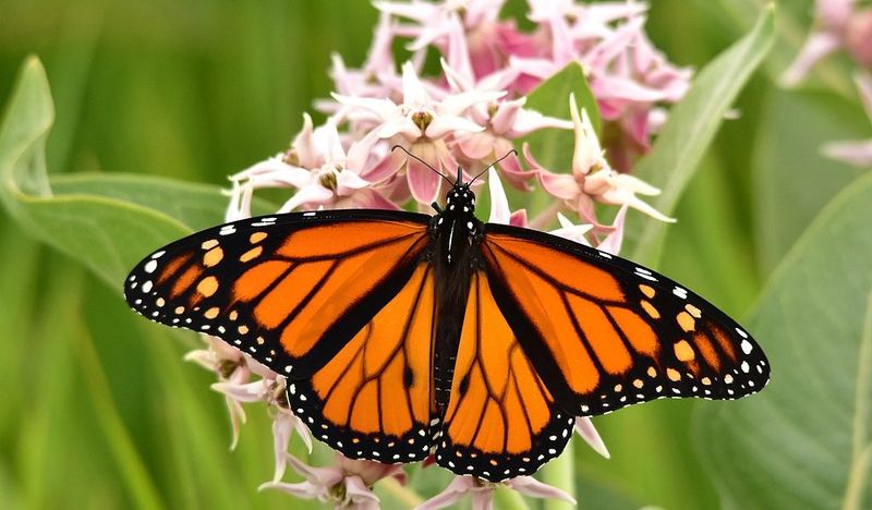 Butterfly Garden With Monarch Support