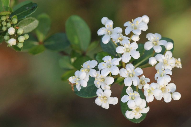 Walters Viburnum And Twinflower