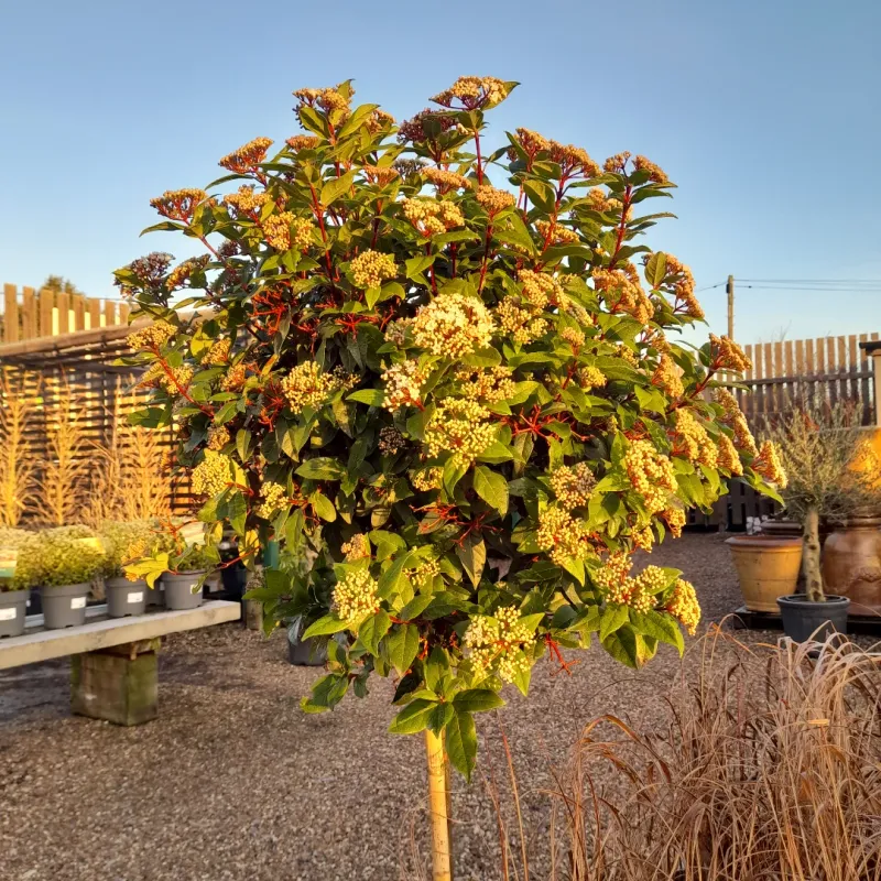 Viburnum (Viburnum Spp.)