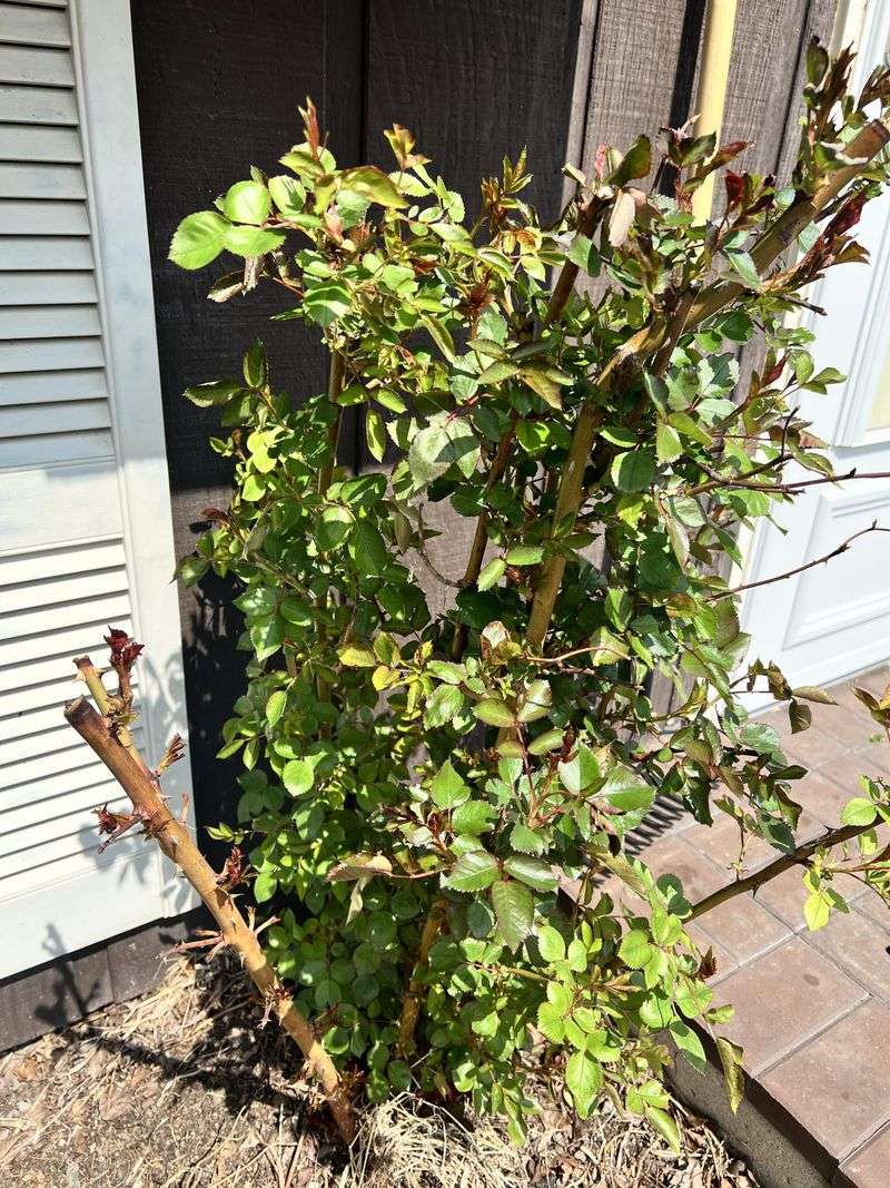 Knockout Roses Handle Early March Pruning With No Problem