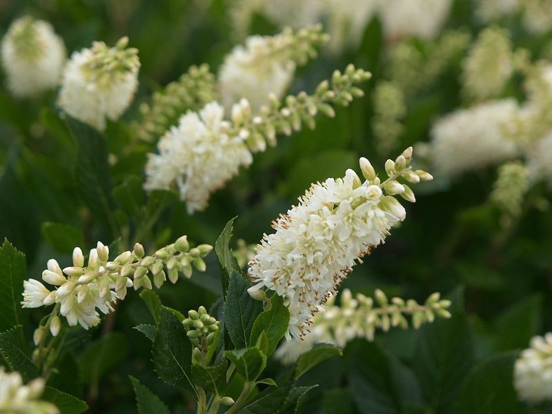Summersweet Clethra Perfumes Your Garden With Fragrant Spikes