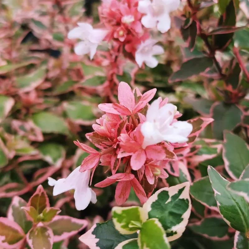 Abelia Blooms For Months In Warm Weather