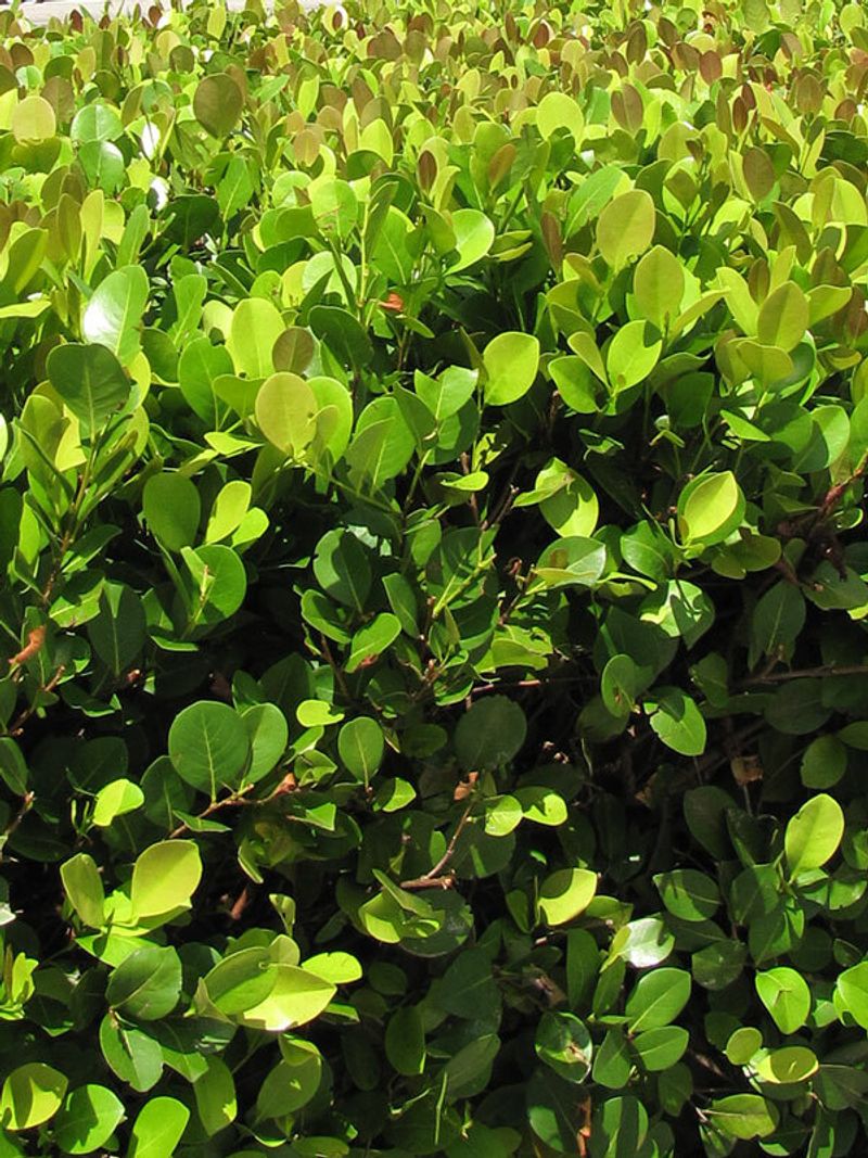 Cocoplum: The Coastal-Tough Evergreen