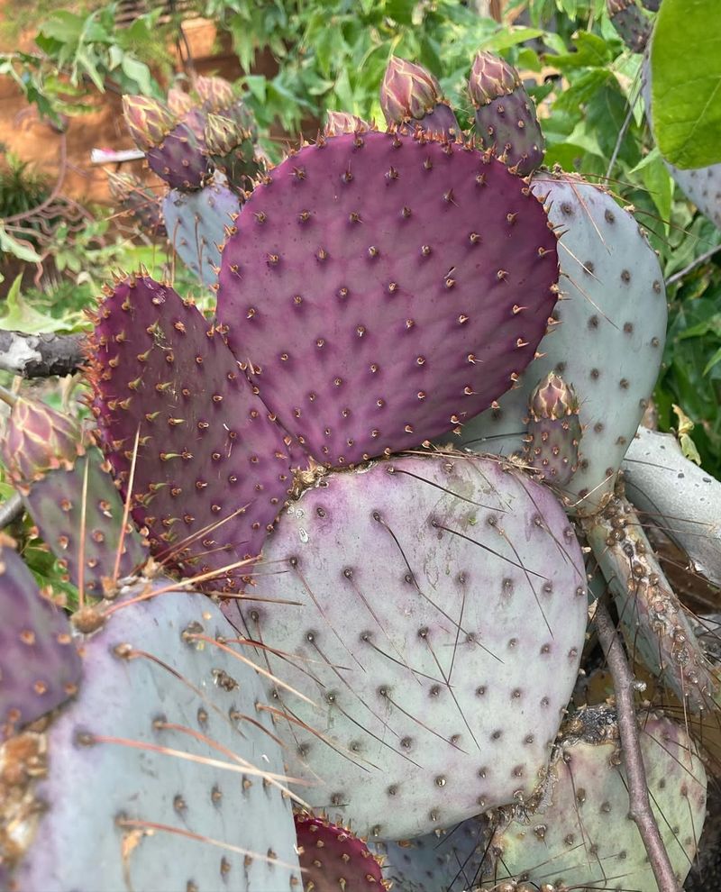 Santa Rita Turns Rich Purple Under Arizona Heat