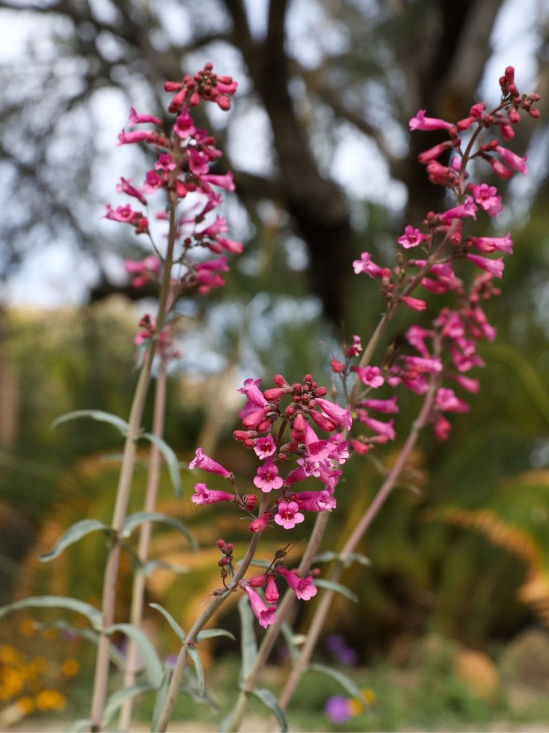 Parry's Penstemon Drawing Hummingbirds With Pink Spikes