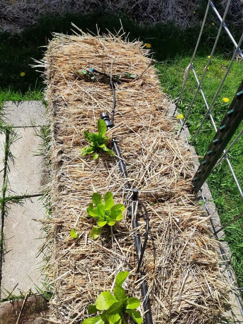 Mulch Is Used Lightly To Control Heat And Moisture