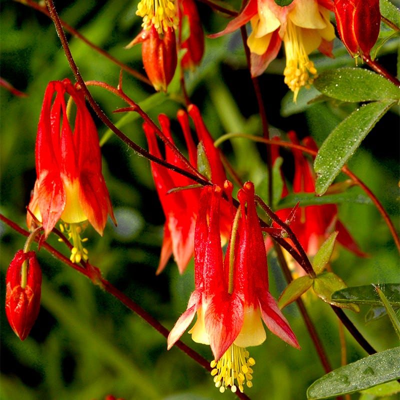 Eastern Columbine