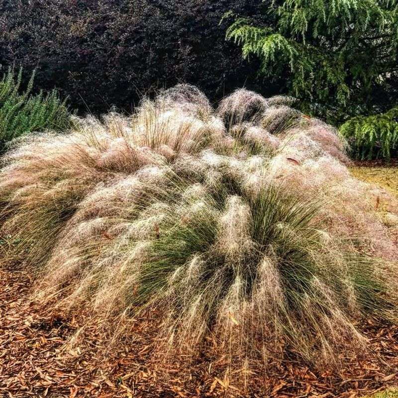 Ornamental Grasses Push Fresh Growth After Being Cut And Divided