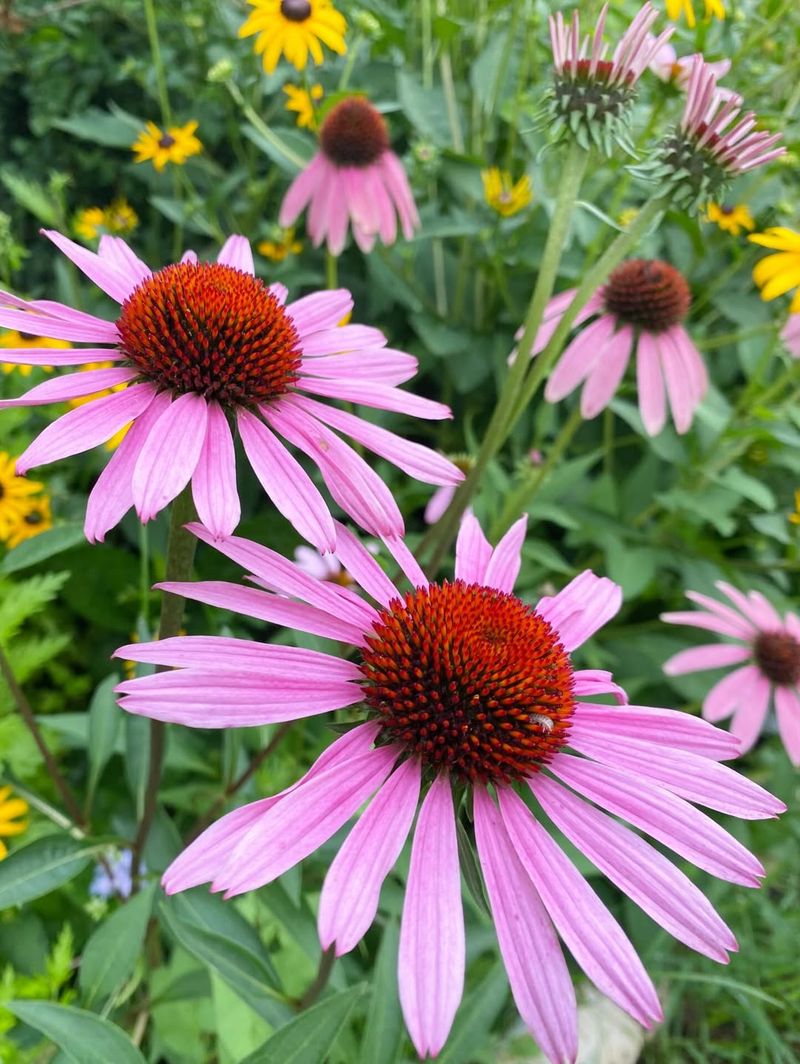 Coneflower Brings Nonstop Blooms All Season Long