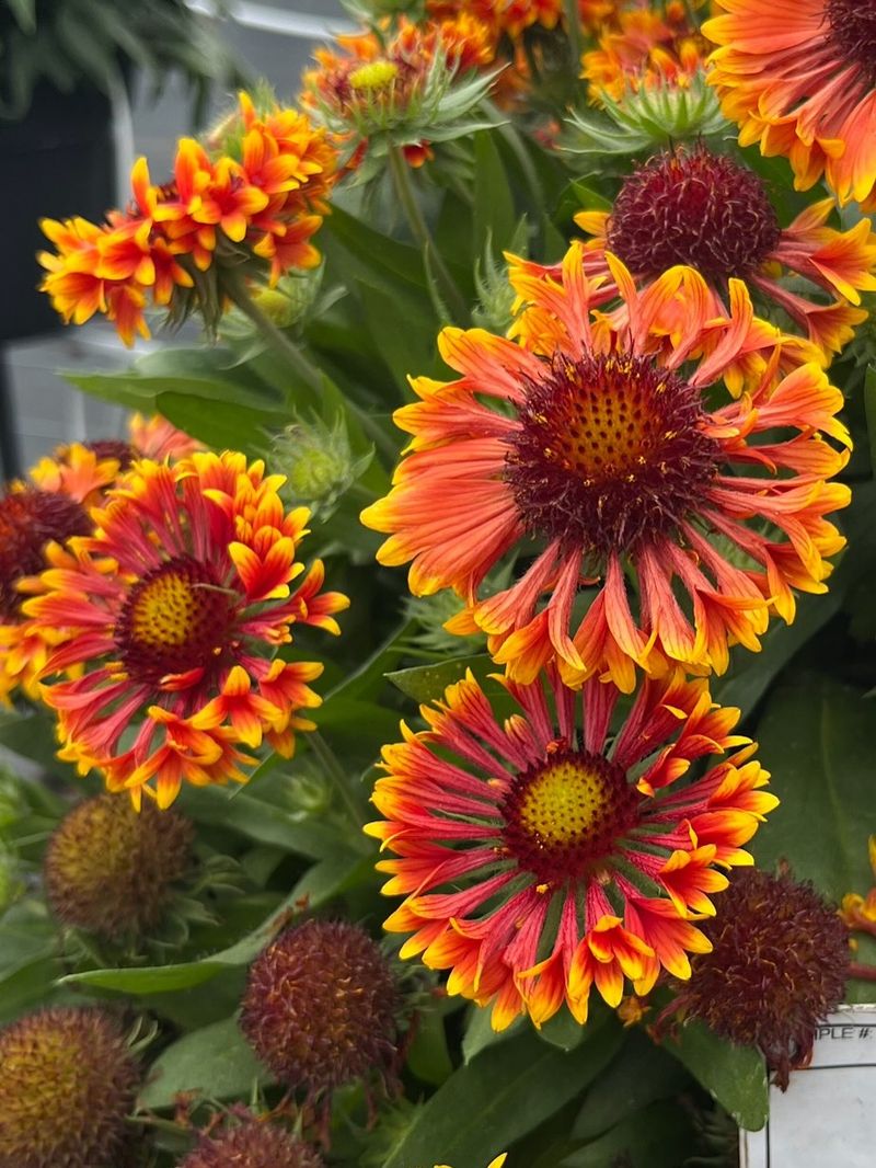Blanket Flower (Gaillardia)