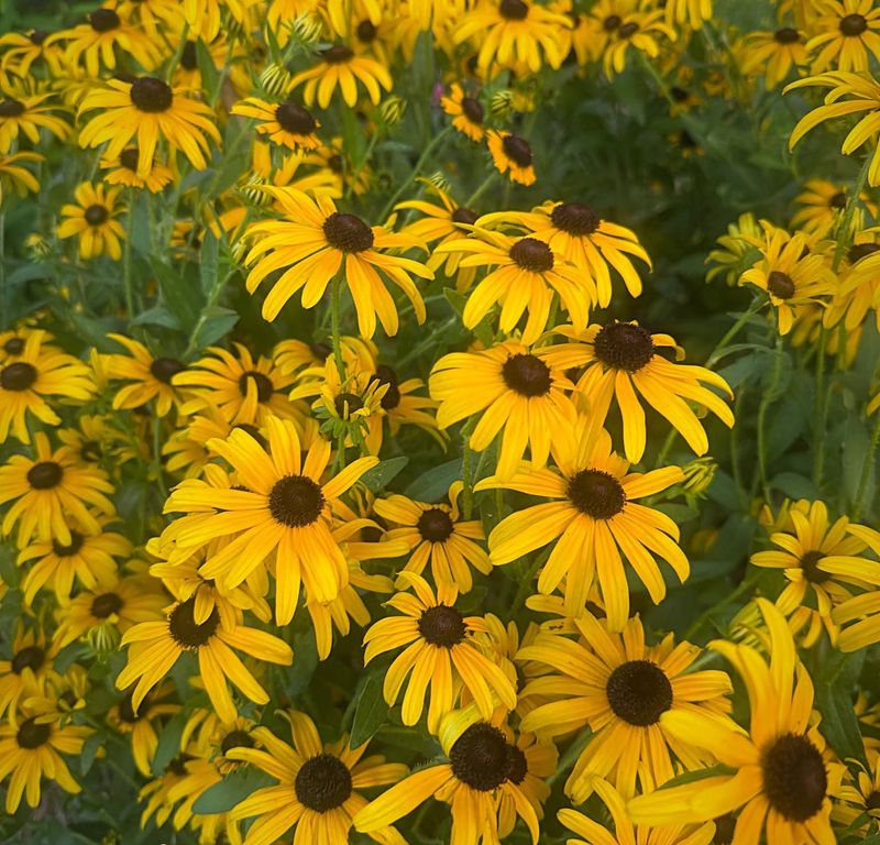 Black-Eyed Susan (Rudbeckia Fulgida)