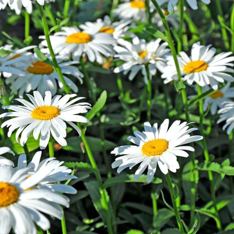 Shasta Daisy (Leucanthemum × Superbum)