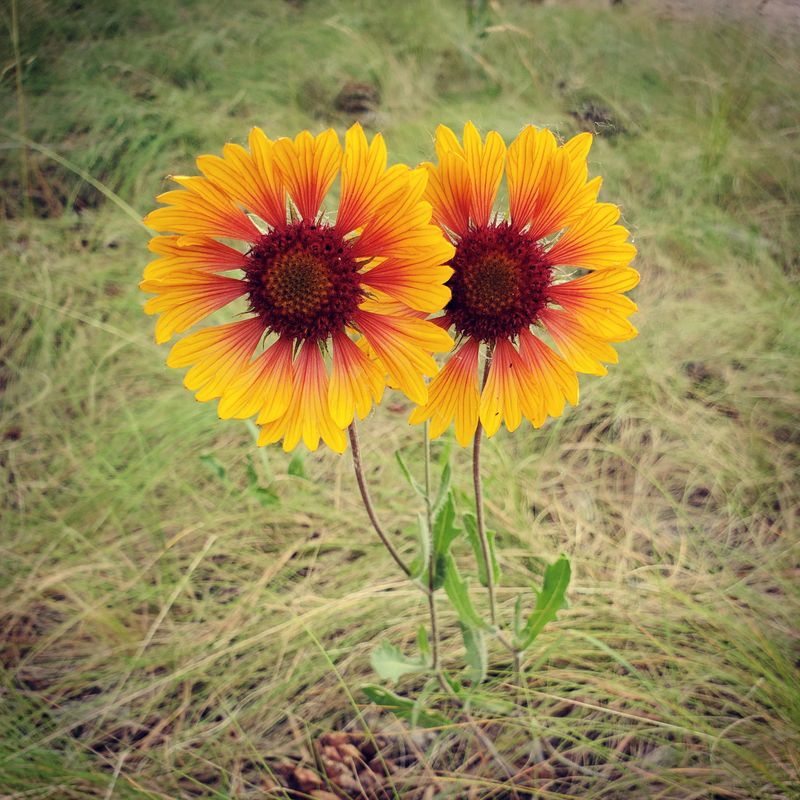 Blanket Flower (Gaillardia aristata)