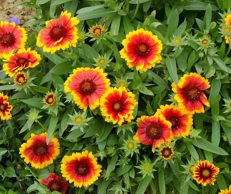 Blanket Flower Thrives In Sunny Southern Gardens