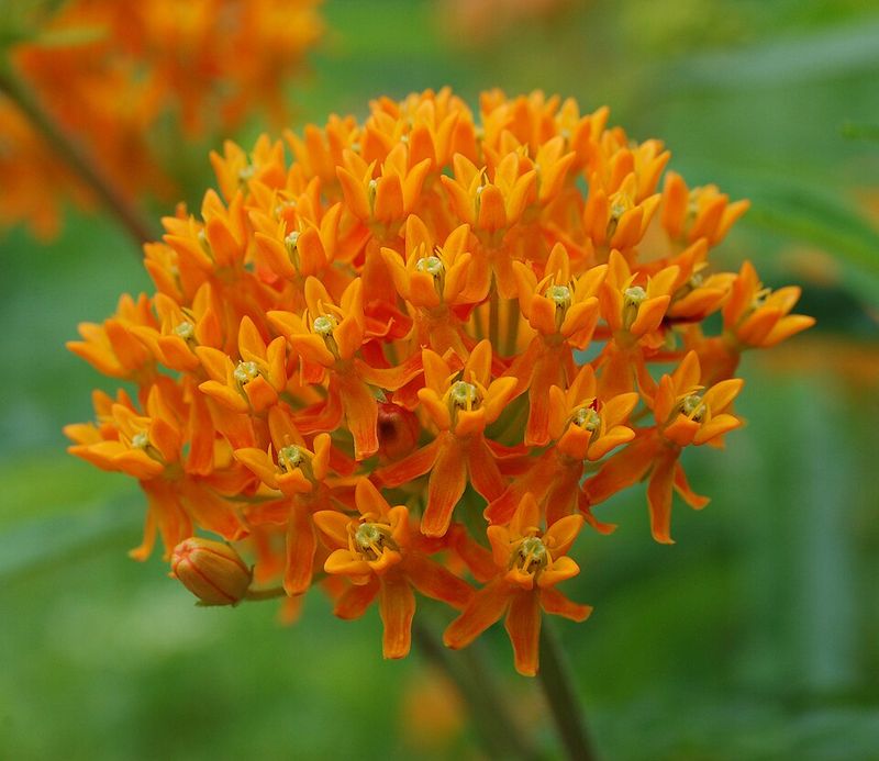 Butterfly Weed Develops Deep Roots That Pots Cannot Handle