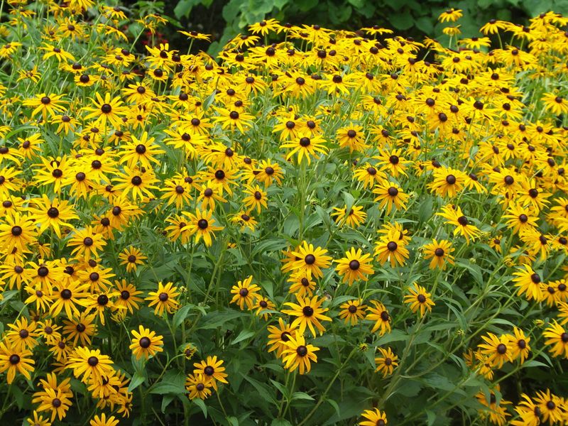 Black Eyed Susan Keeps Mid Summer Blooms Rolling