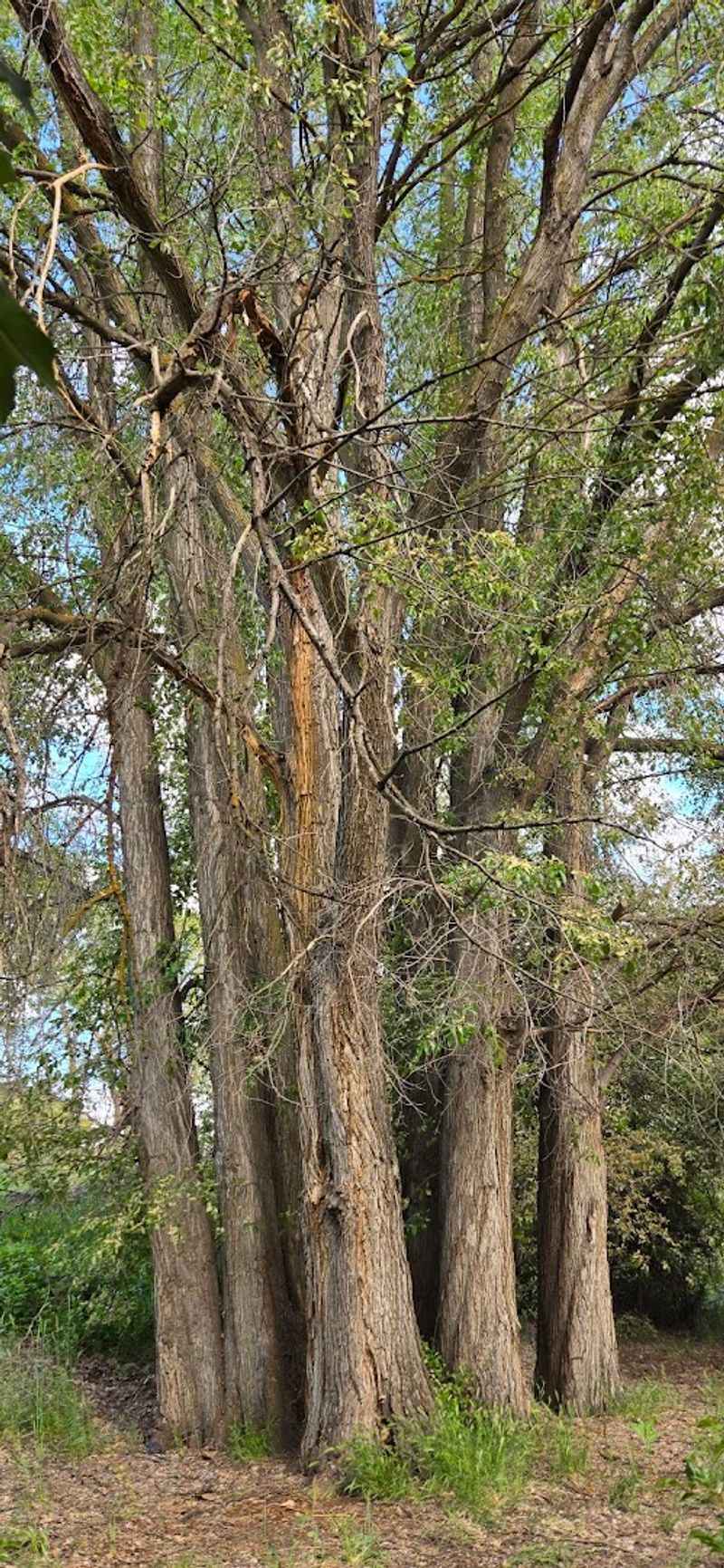 Oregon Trail Arboretum