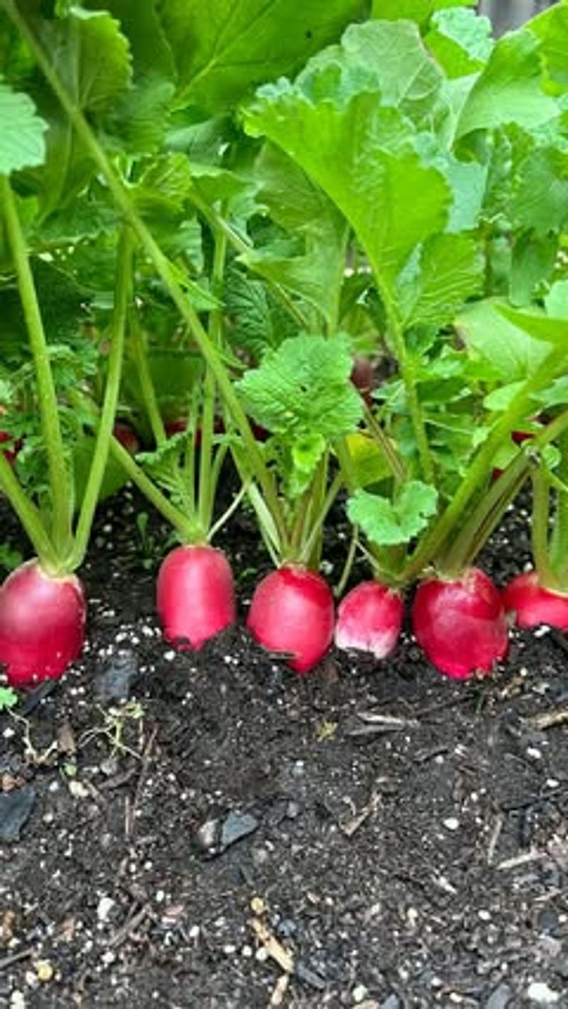 Radish