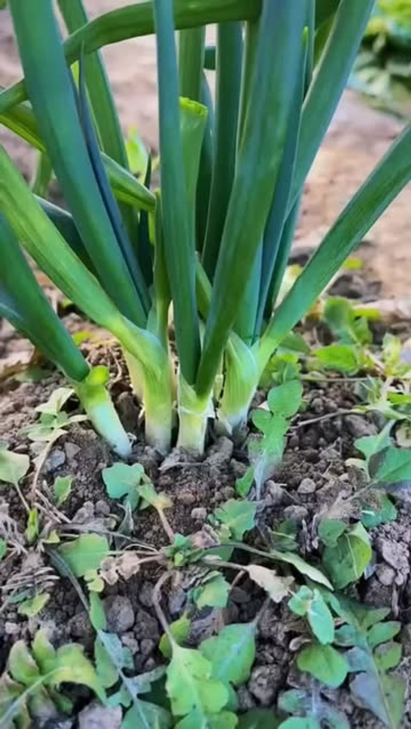 Green Onions (Scallions)