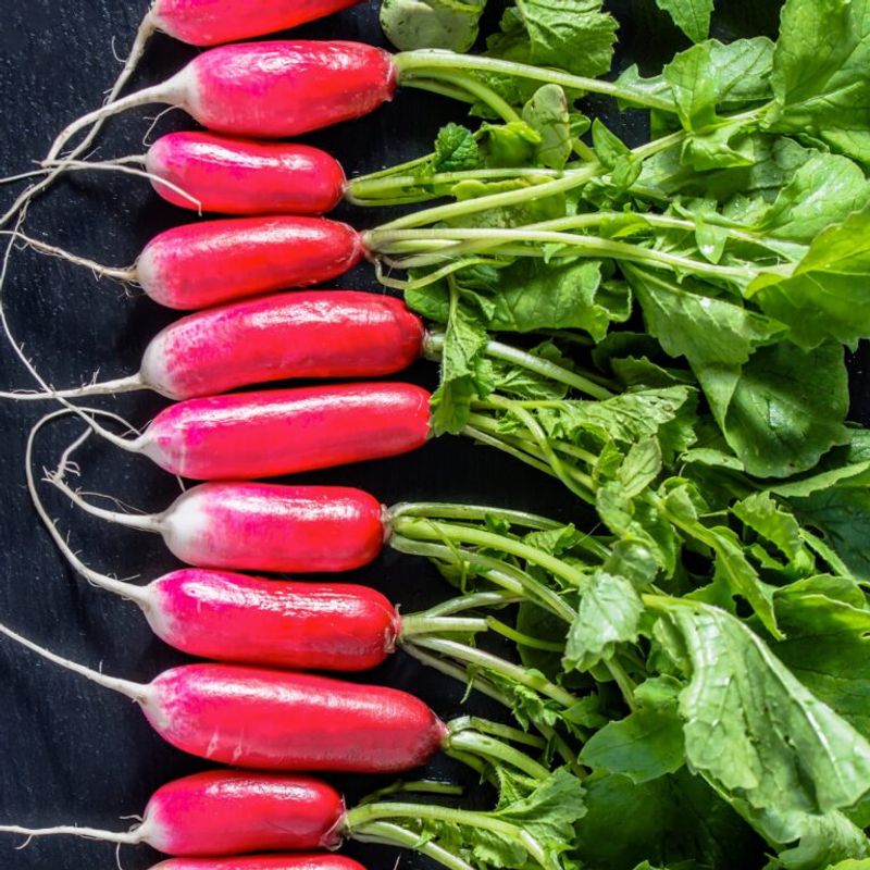 Radishes Thrive When The Moon Fades