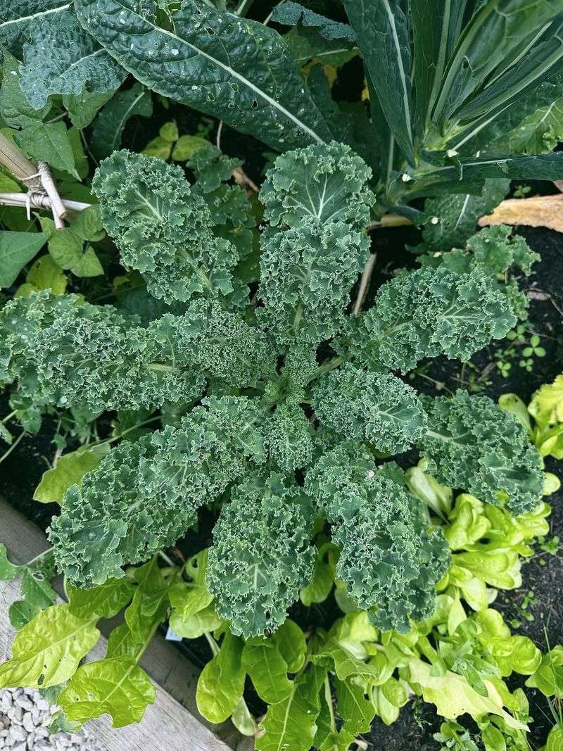 Kale Keeps Producing Even After Light Frost