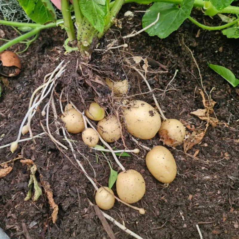 Potatoes Set Well As The Moon Begins To Decline
