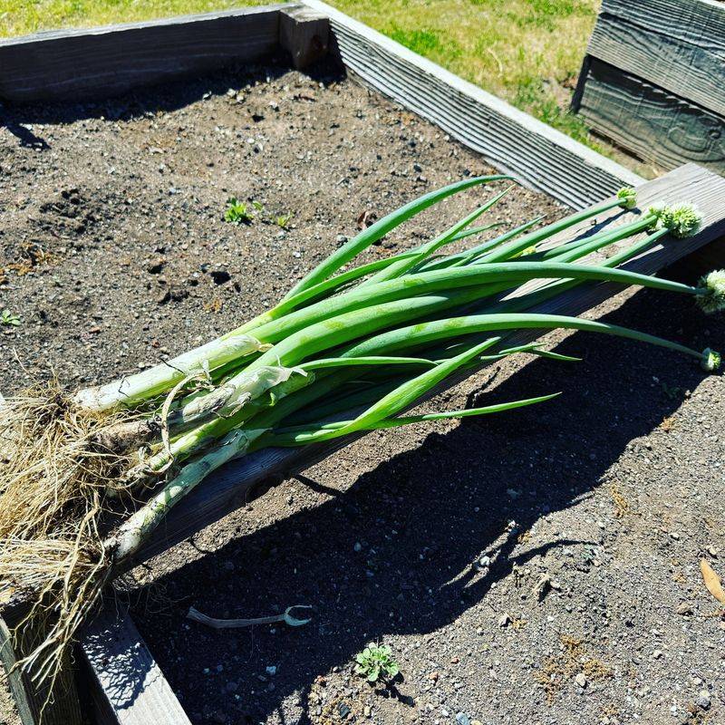Green Onions (Scallions)