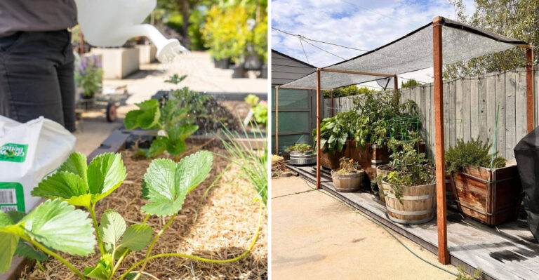 Before You Start A Garden In Arizona Make Sure You Know This