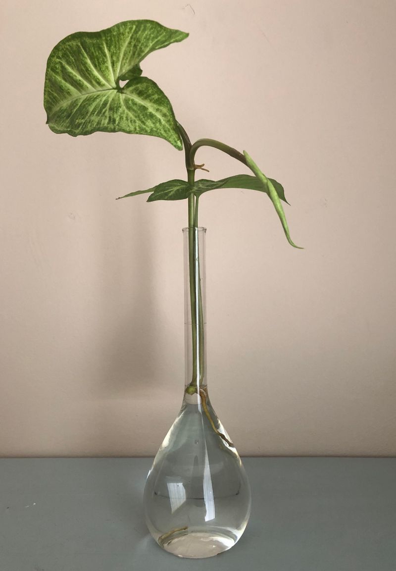 Arrowhead Plant Stays Compact And Lush In Jars