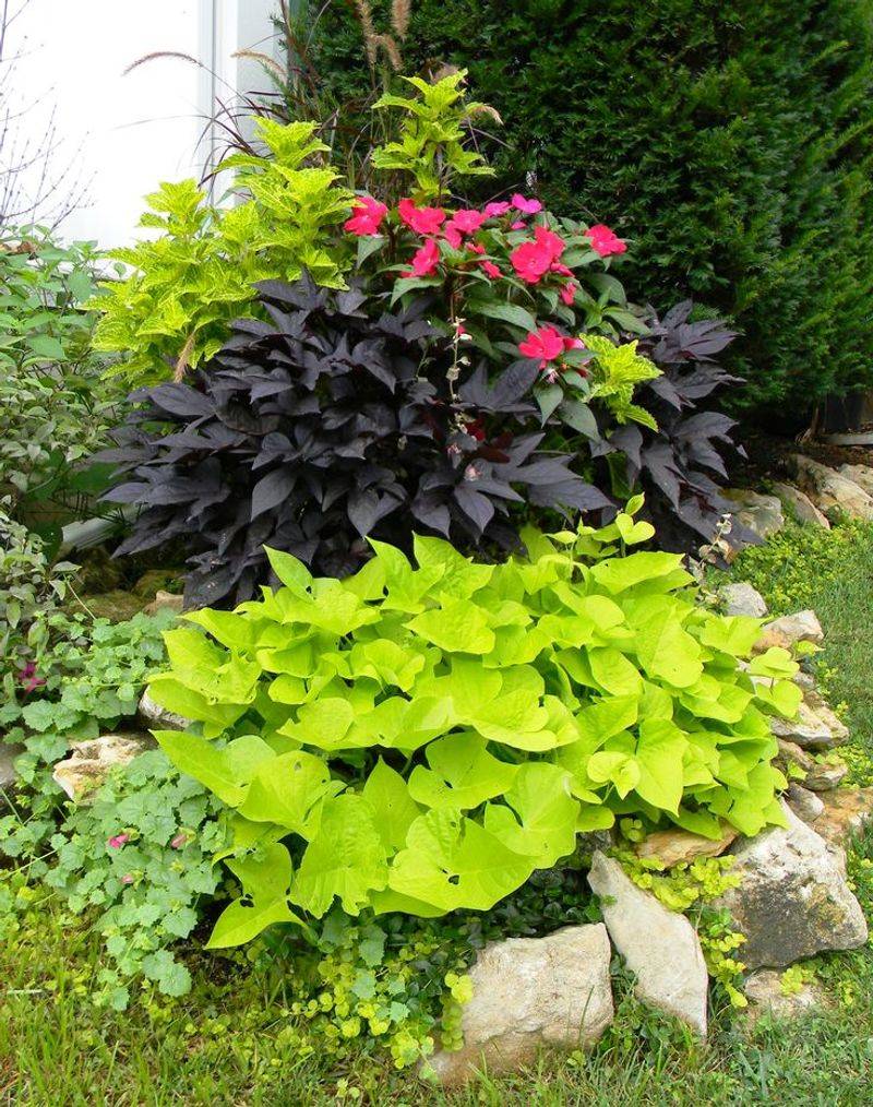 Sweet Potato Vine Creates A Lush Combo With Wandering Jew