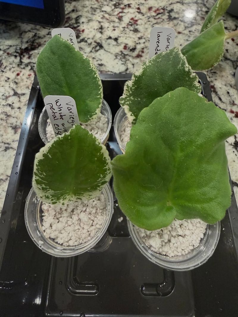 African Violet Produces New Plants From Leaf Cuttings