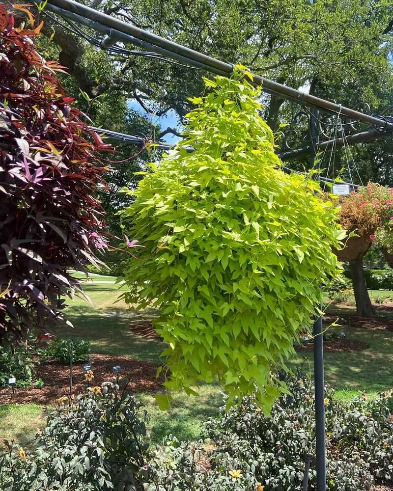 Sweet Potato Vine Fills Baskets Fast And Stays Bold