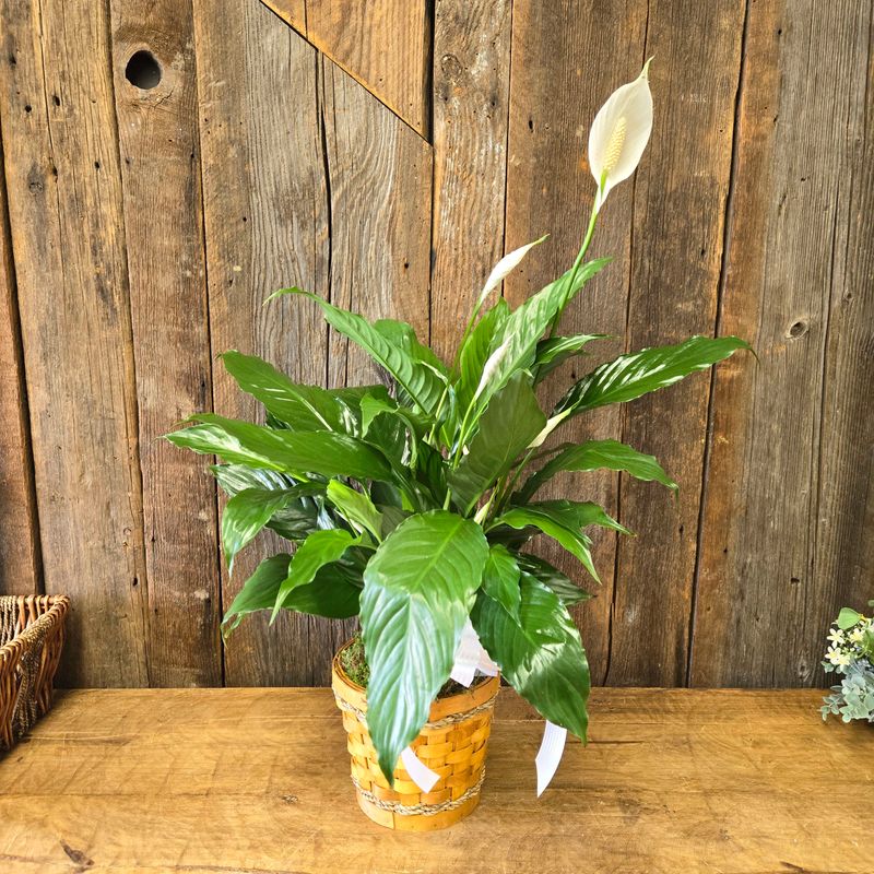 Peace Lily Blooms Gracefully Throughout The Year
