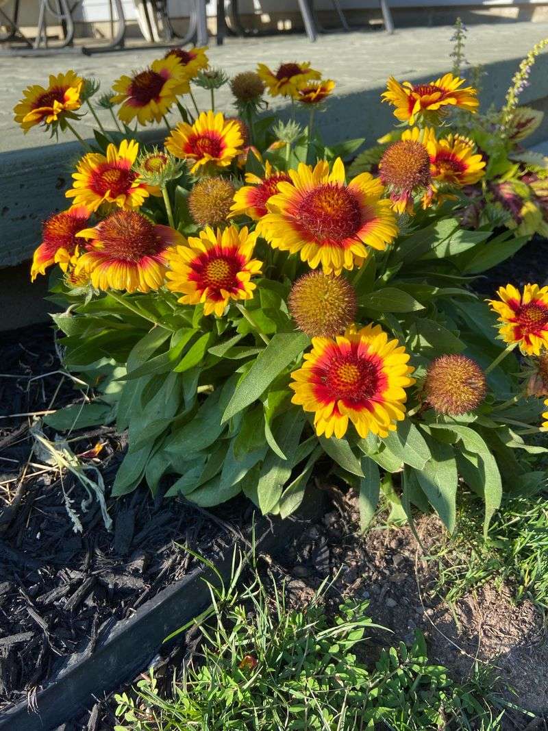 Gaillardia With Warm Red And Yellow Petals That Thrive In Heat