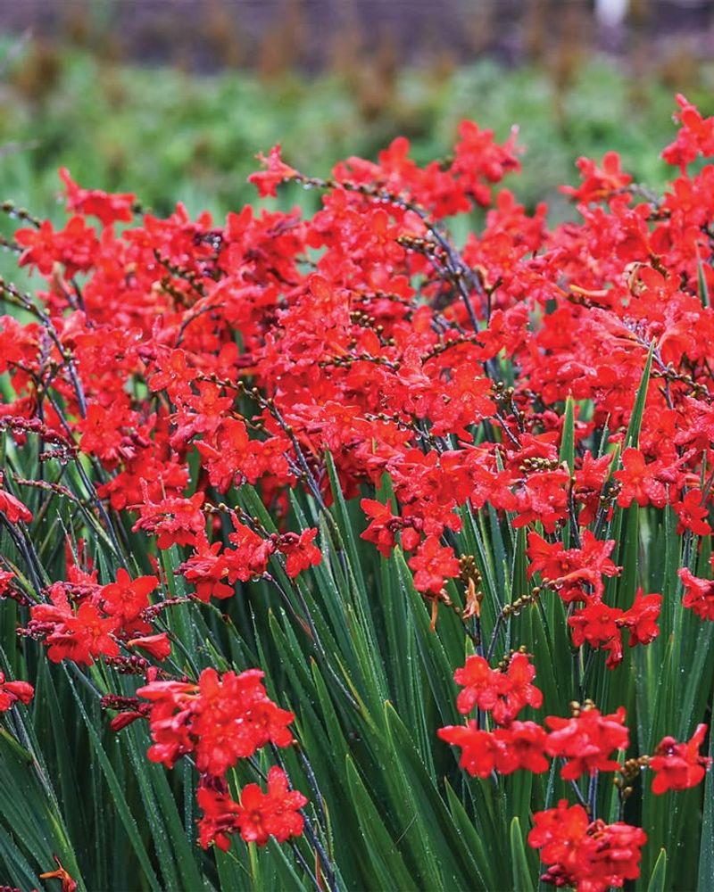 Crocosmia