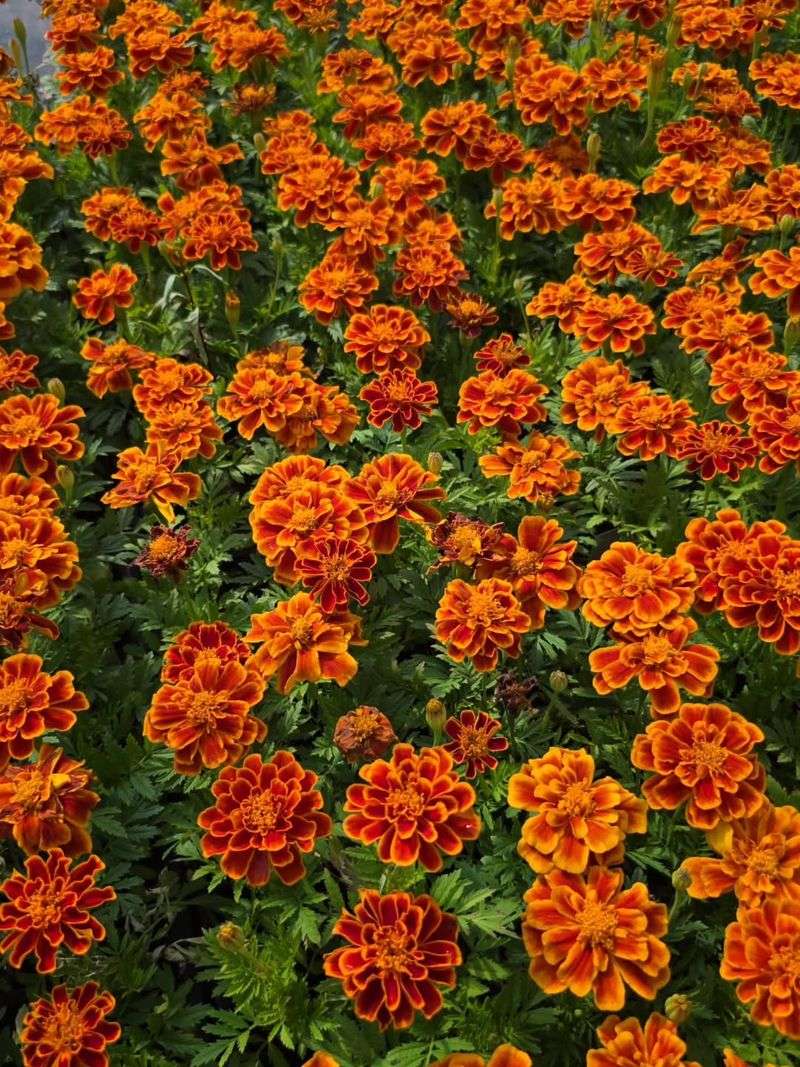 Marigolds