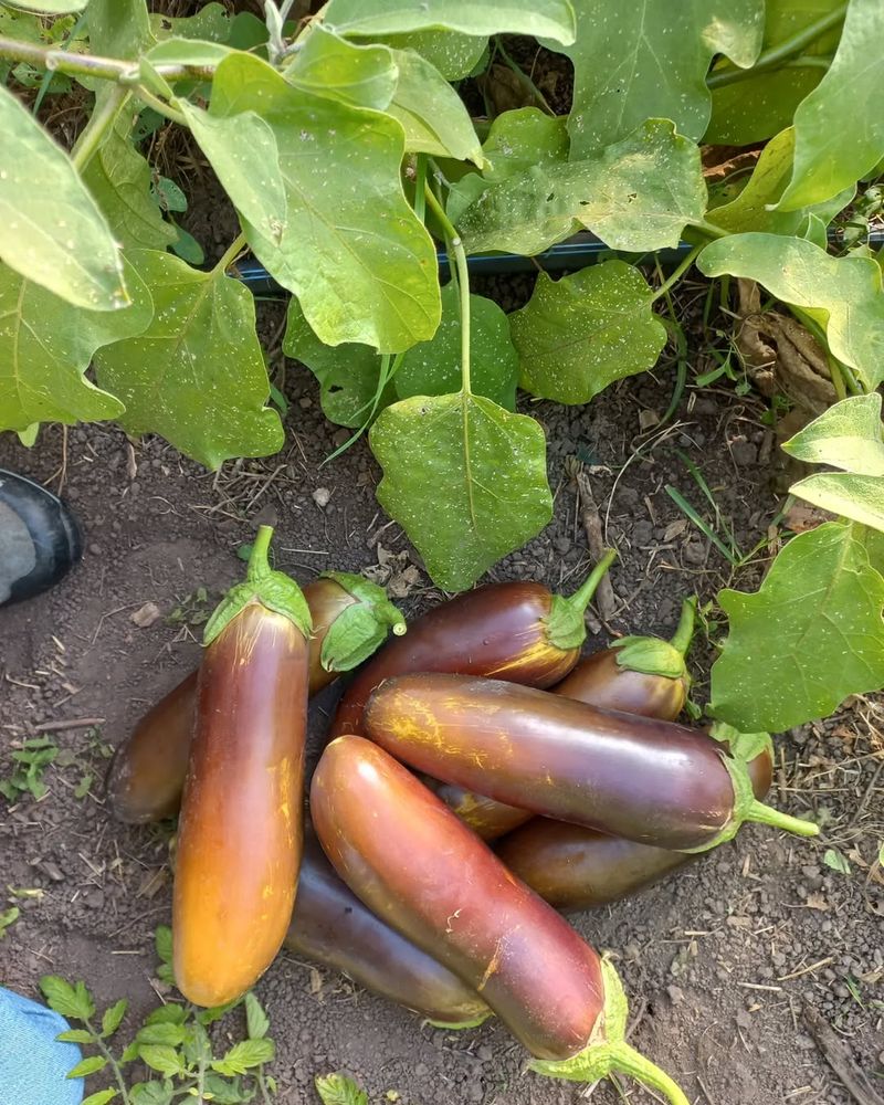 Eggplants (Solanum Melongena)
