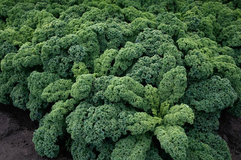 Kale (Brassica oleracea var. sabellica)