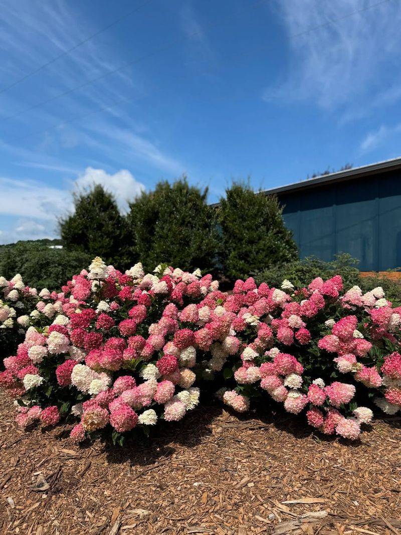 Spring Sizzle® panicle hydrangea (Hydrangea paniculata)