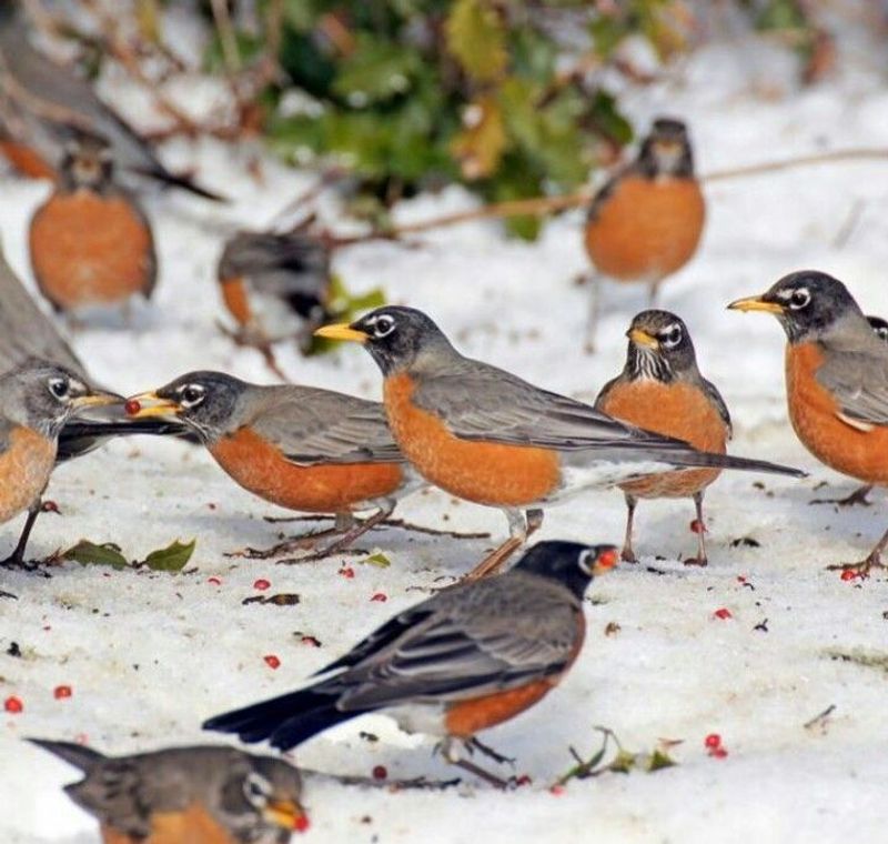 Larger Robin Populations Increase Sightings