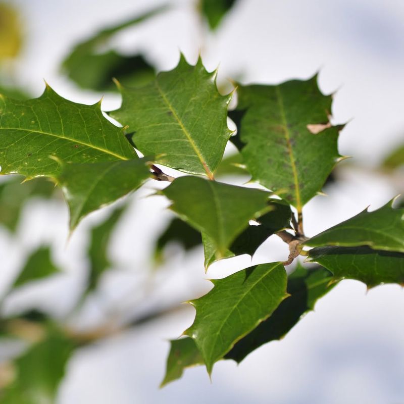 Avoid These Mistakes That Prevent Holly From Fruiting