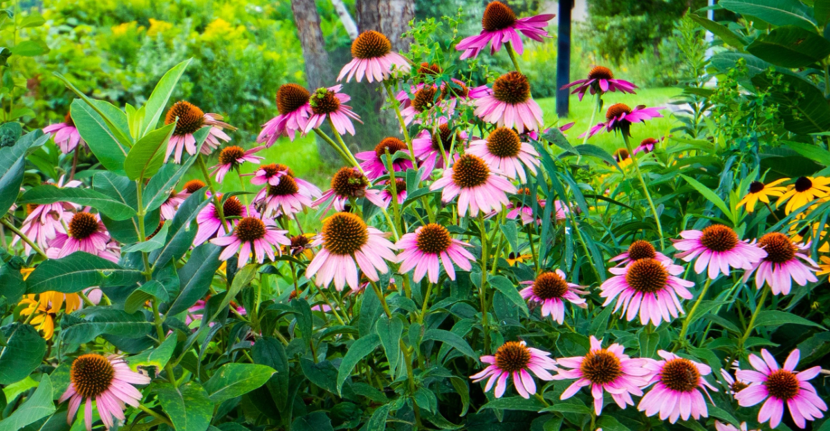 pink coneflowers